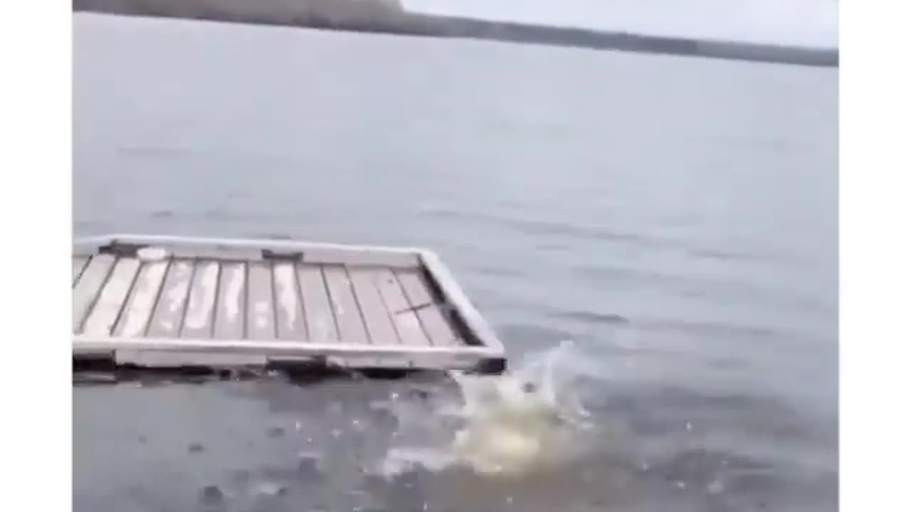 Funny Animal Videos. My dog learning to swim. First time doggie paddle.