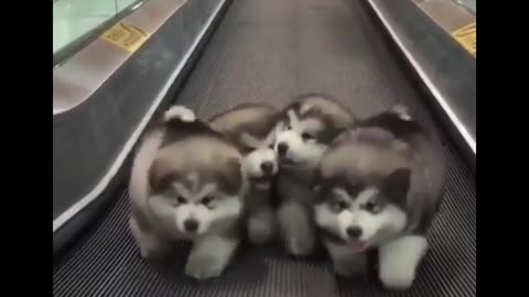 This Will Fundamentally Change the Way You Look at Cute Pet