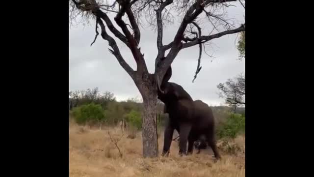 How terrible is the power of elephants