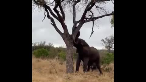 How terrible is the power of elephants