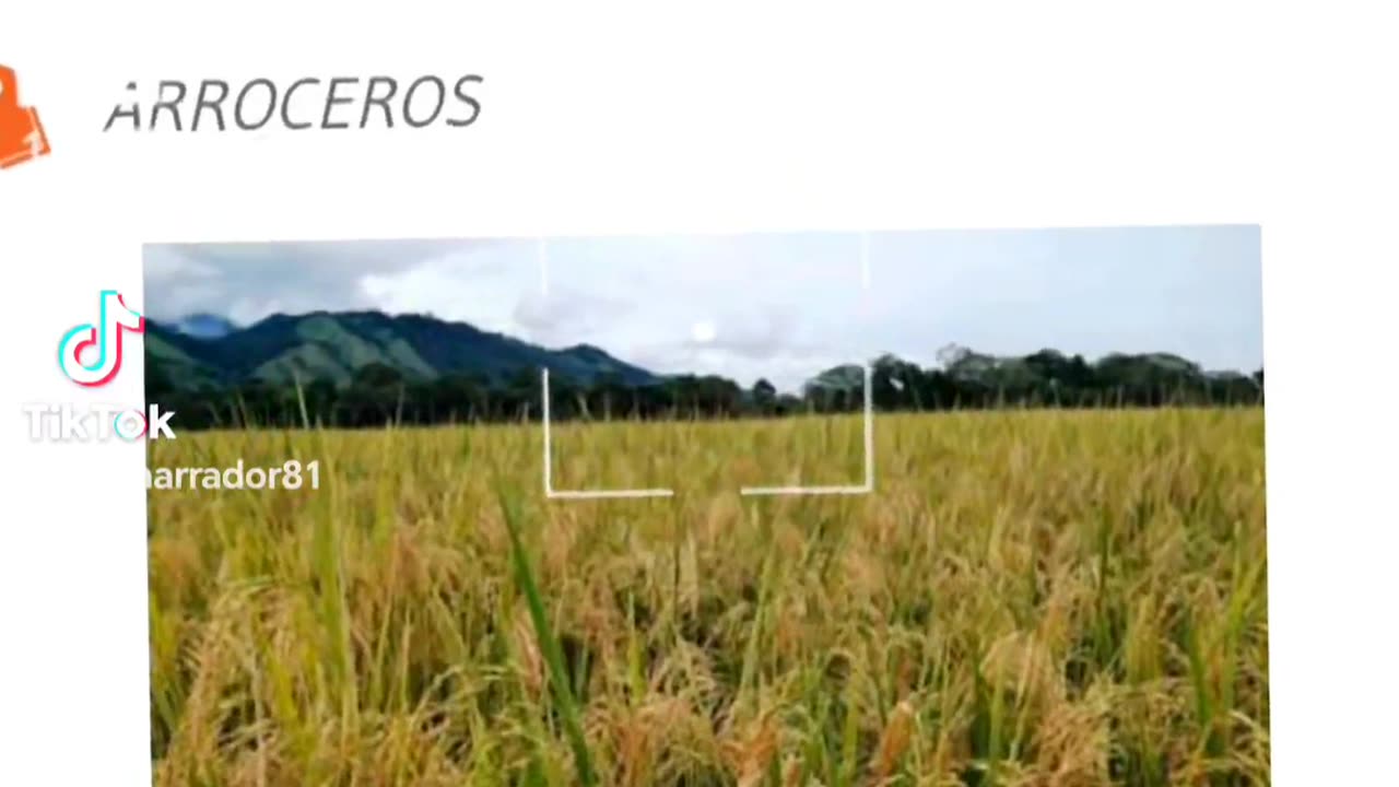 LOS MOLINEROS APOYA QUE SE QUITE EL CONTROL DE PRESIOS