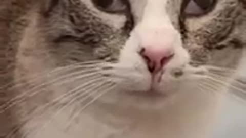 Funny animal