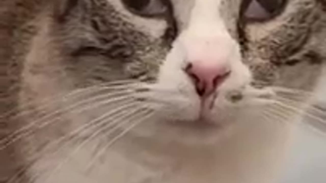 Funny animal