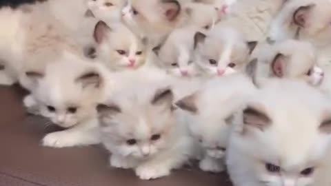 So Many kittens