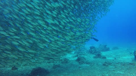 Life under water
