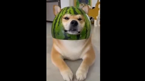 funny dog wearing watermelon shell