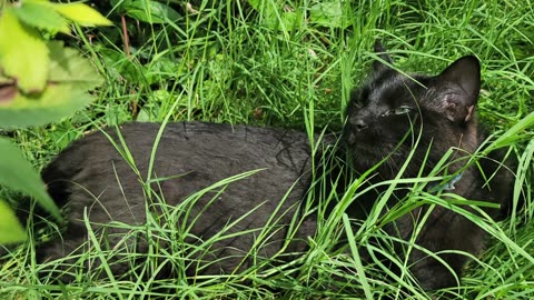 PANTHER IN THE JUNGLE GRASS