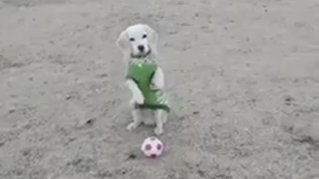 It's amazing how this little dog plays bal