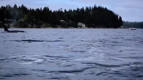 Orcas and The Kayakers