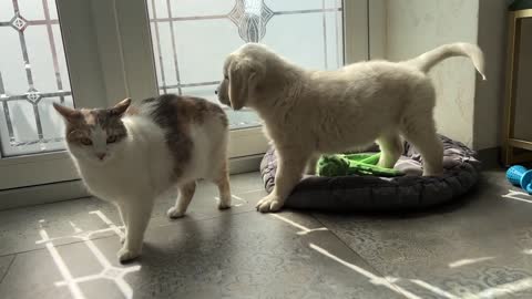 Golden Retriever Puppy Meets Cat for the First Time