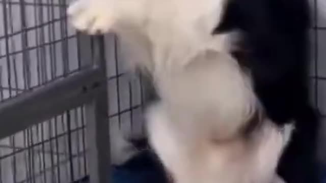 funny dog try not to laugh