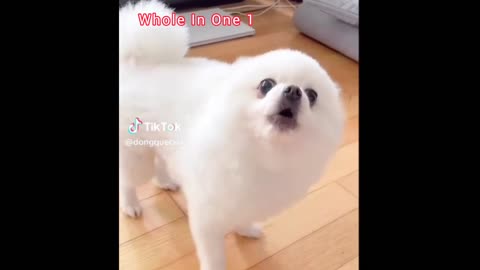 Funny and cute dog n cats sweet compilation