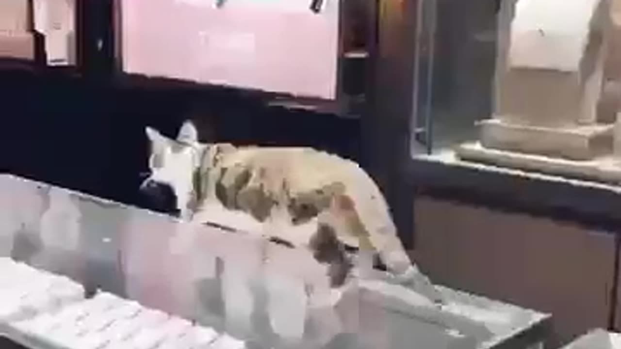 funny cats and kittens for a good mood! 😂Video🐈😺😻