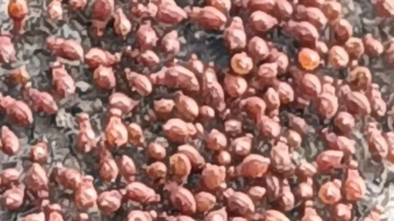 New Invasive Species on Earth