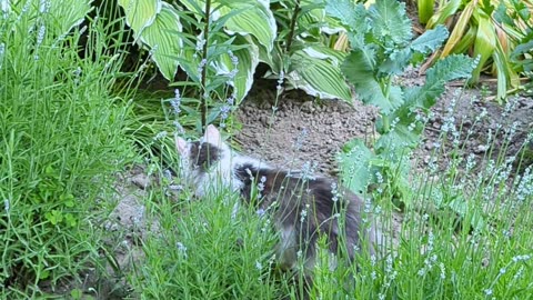 Cats playing in the garden