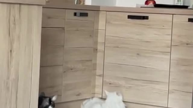 Cat Comes Out of her Hideout Through Narrow Door Gap in Kitchen Cabine