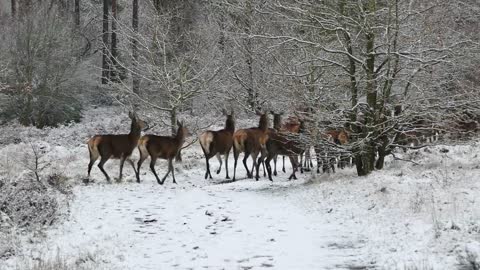 Herd of deer in the snow