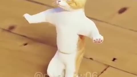 Cat dance fani