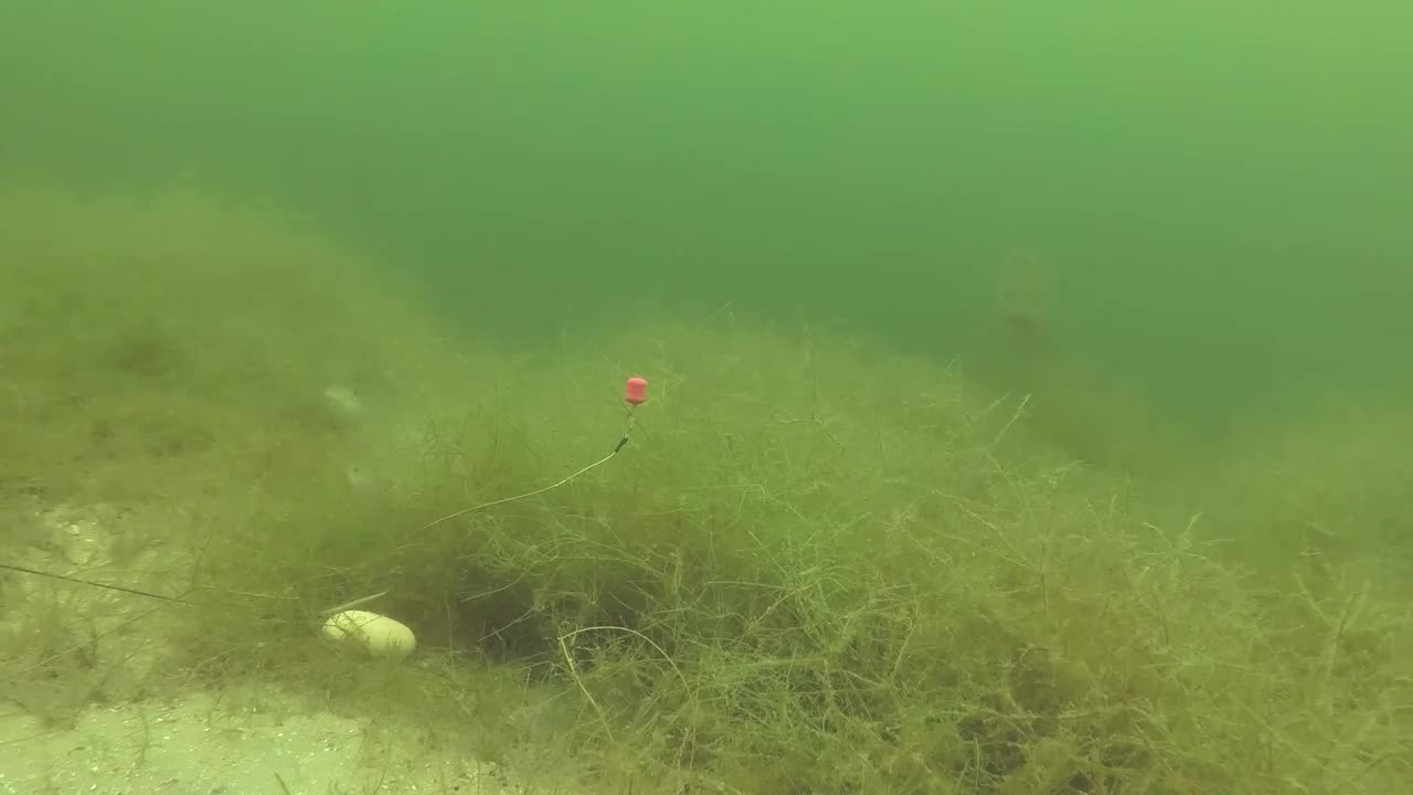 Carp fishing in the weeds with a greedy pike.