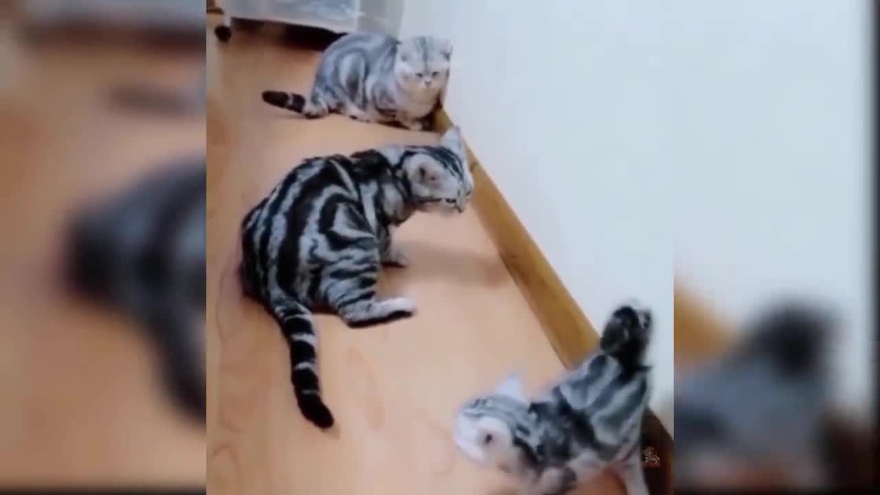 Cute Funny Cat Video 2021 #25