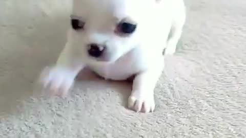 Cute dog