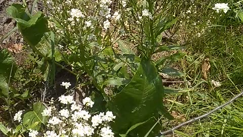 Arabis