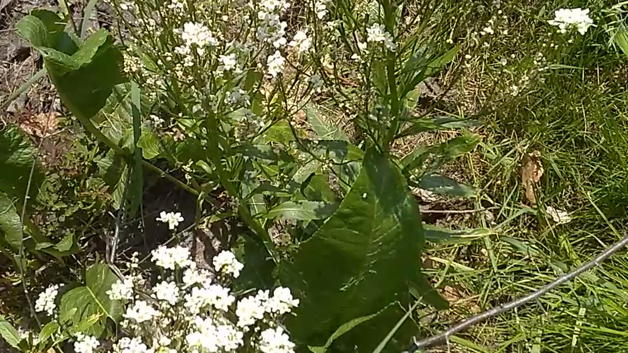 Arabis