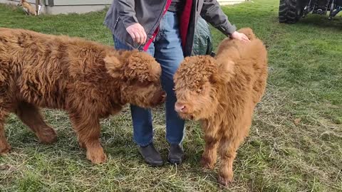 Highland Heifers