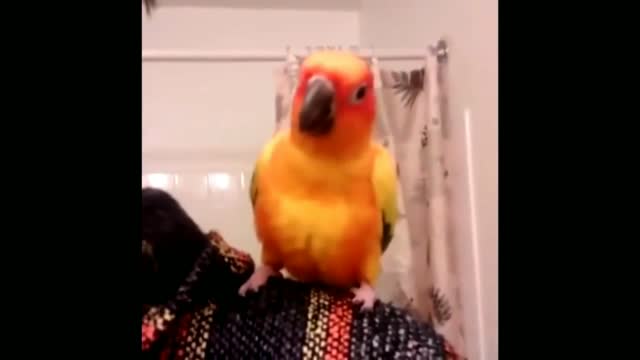 Funny bird singing song