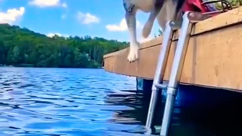 Hillarious funny vedios