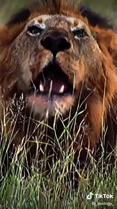 Amazing Animals 🦍 Mapogo On Top 😈⚔️ #foryoupage #foryou #animal #lion #tiger #fyp #