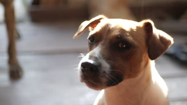 Dog looks up in the most beautiful way *-*