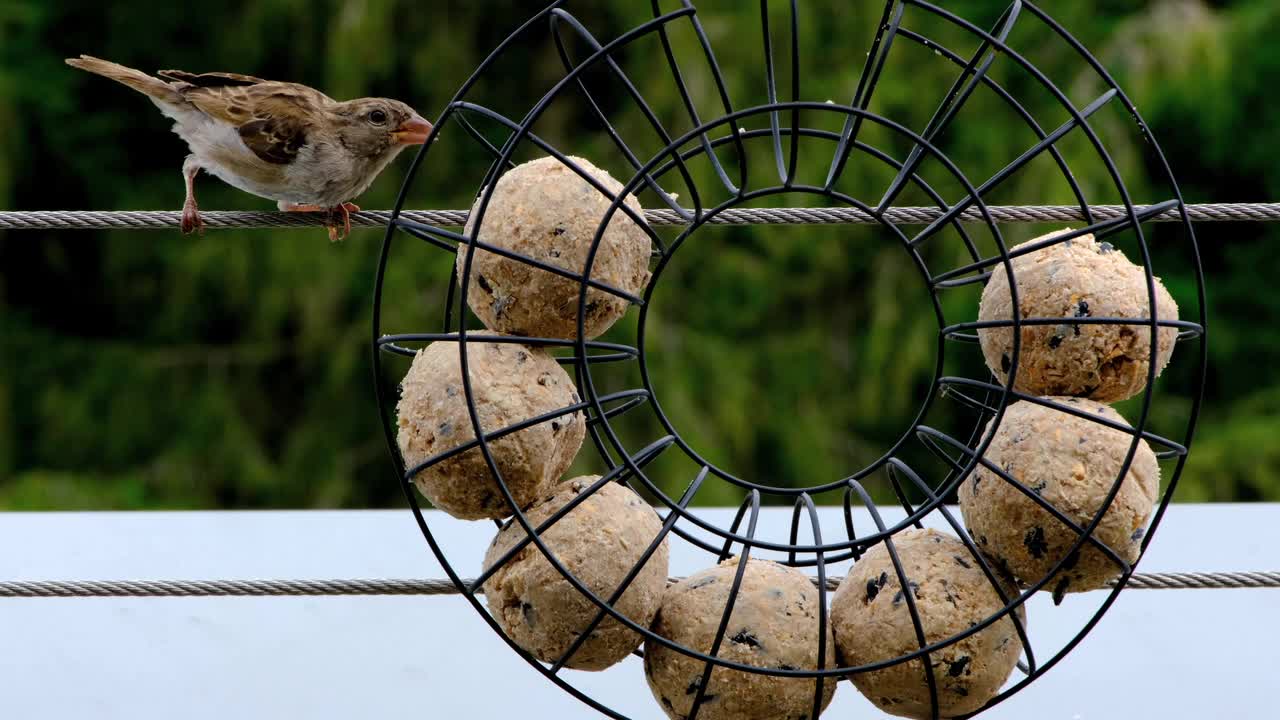 Cute Sparrow Video || Amazing Birds Videos || Birds Videos || Wild Life