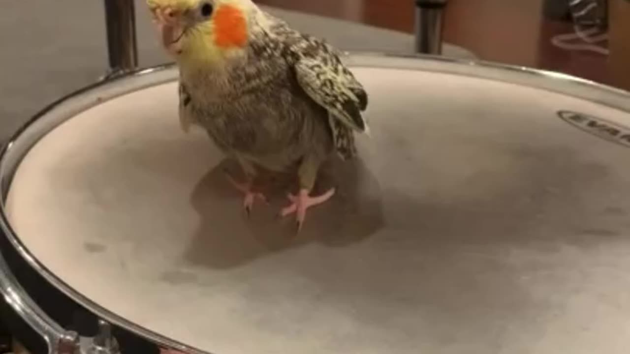 Incredible Parrot Plays the Drums Like a Pro!