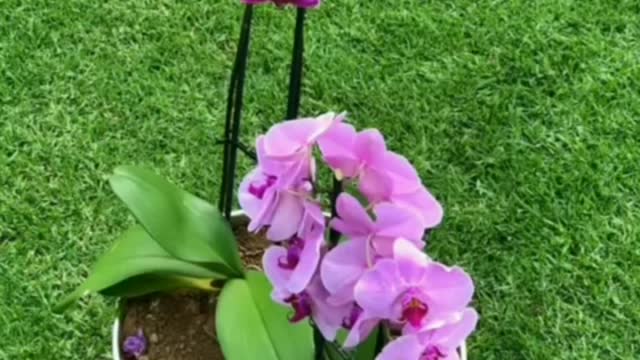 THE OLDEST RELAXING MUSIC FOR ALL.