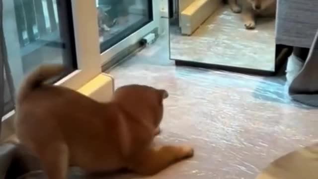 Puppy sees himself in the mirror for the first time.