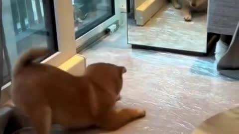 Puppy sees himself in the mirror for the first time.