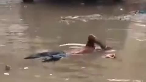 No he's not, He's just thirsty, or very dirty!