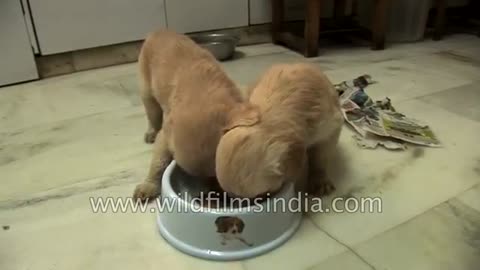 Unbelievably cute Puppies eating from same bowl