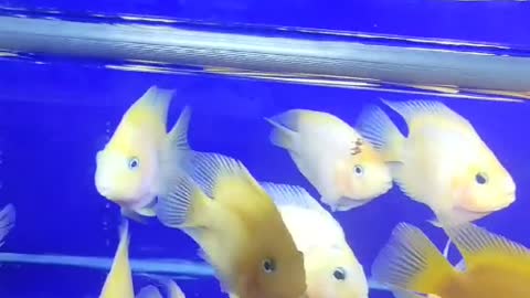 yellow tropical fish