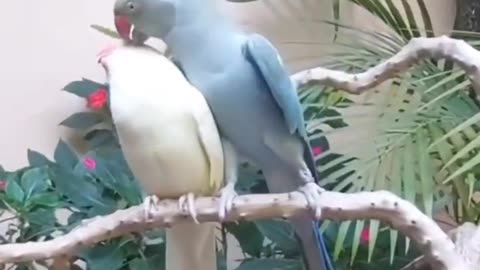 Birds love