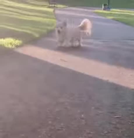 This😎Dog Is So Cute👀🤣🍺