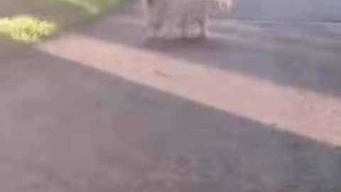 This😎Dog Is So Cute👀🤣🍺