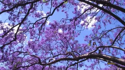 Jacaranda Season in Sydney Spring