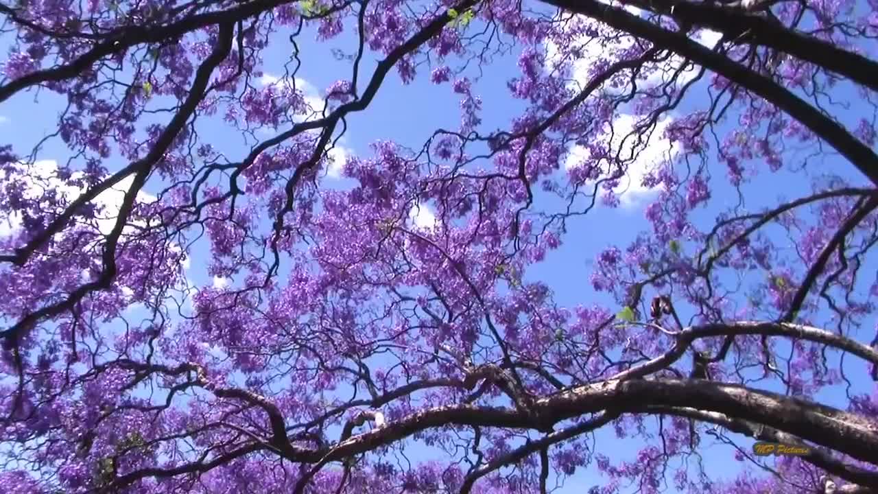 Jacaranda Season in Sydney Spring