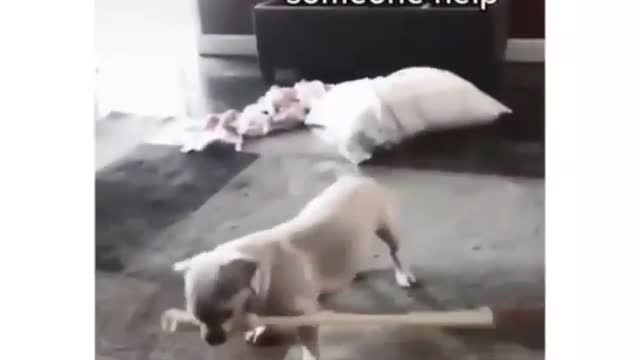 Funny dog hit with wood woman she said help someone.