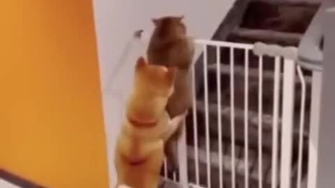 funny dog and cat