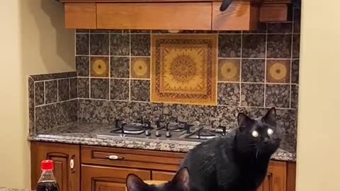 Just black cats