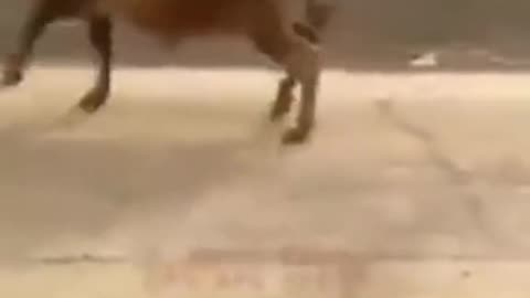 Cow funny video