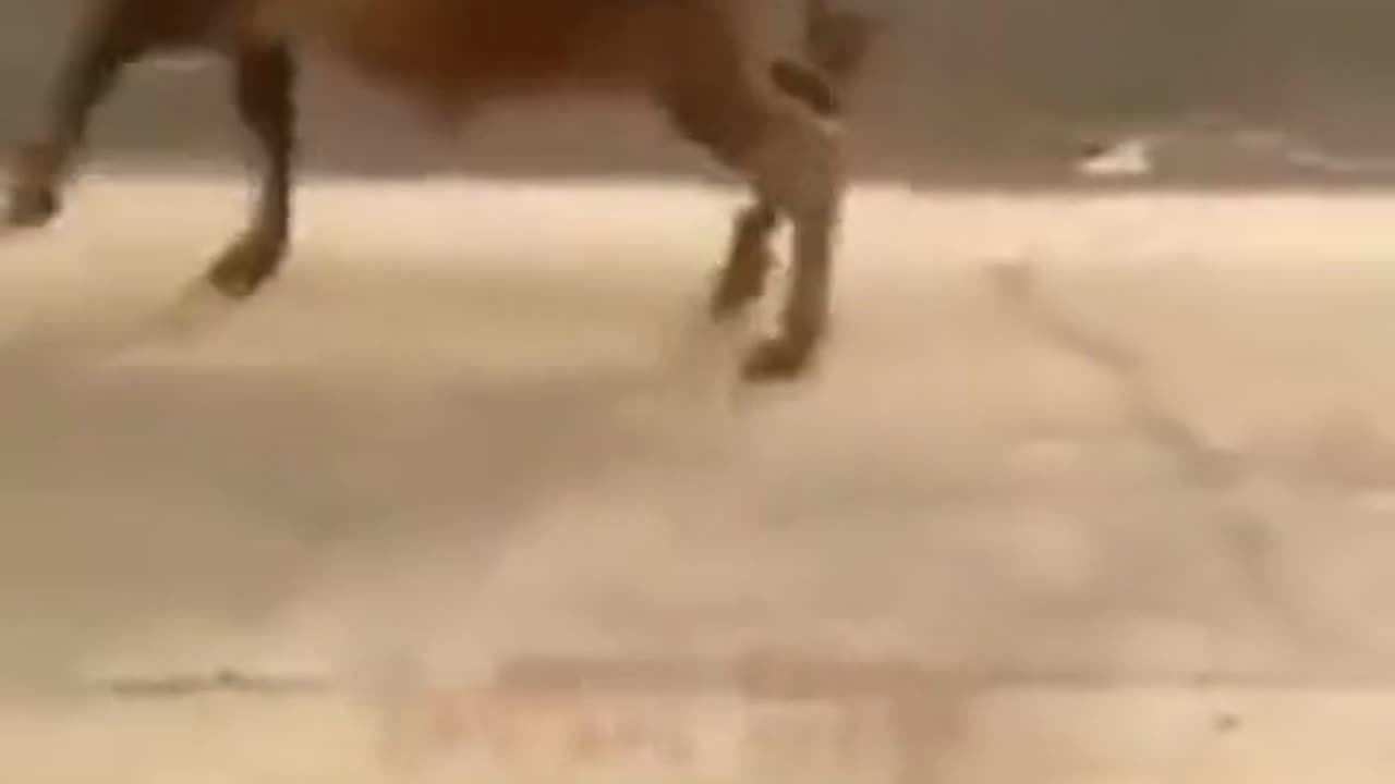 Cow funny video
